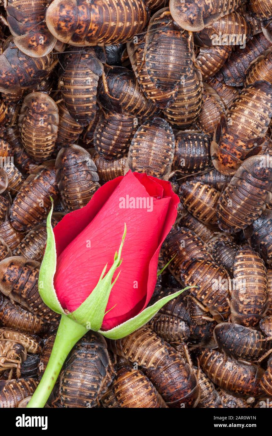 Einzelne ROTE ROSE, umgeben von orangefarbenen, gefleckten Röschen (Blaptica dubia). Stockfoto