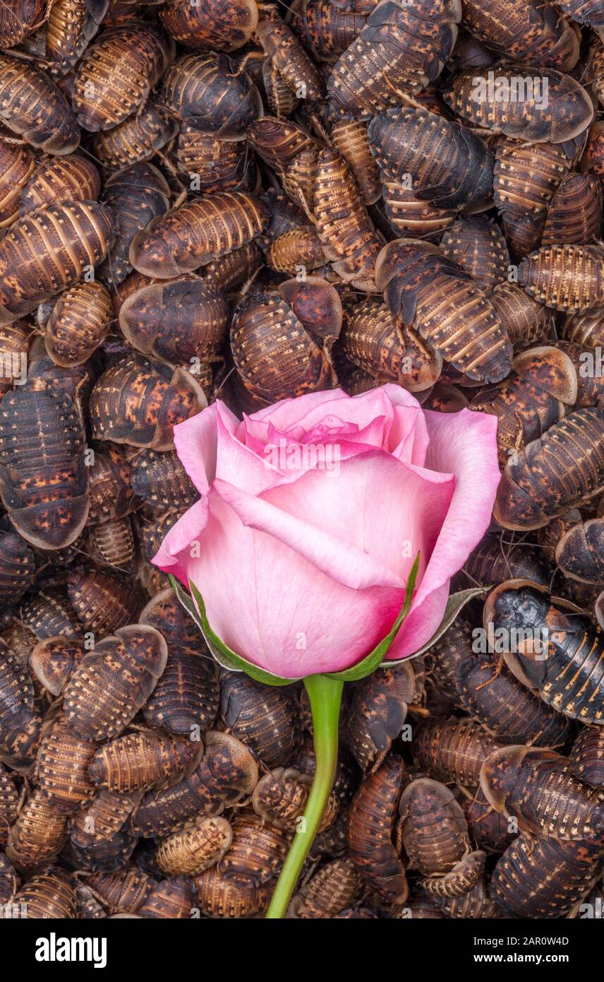 Einzelne ROSAFARBENE ROSE, umgeben von orangefarbenen, gefleckten Röschen (Blaptica dubia). Stockfoto