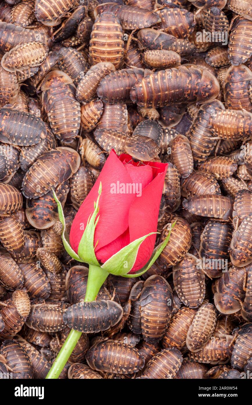 Einzelne ROTE ROSE, umgeben von orangefarbenen, gefleckten Röschen (Blaptica dubia). Stockfoto