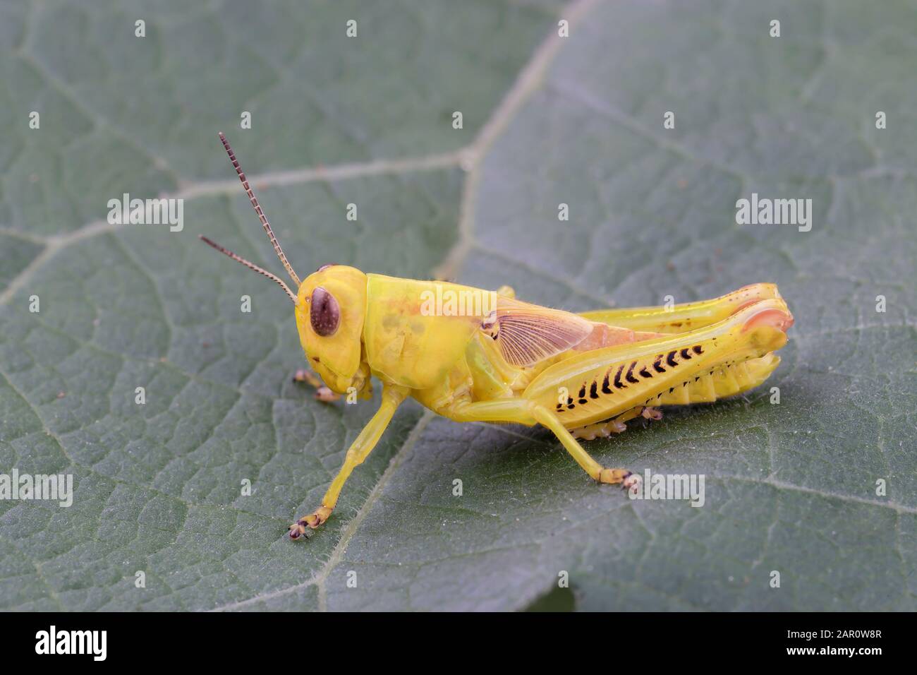 Diffrential Grashopper (Melanoplus differentialis) Selten alle gelben Nymphe. Powells Valley, Dauphin County, Pennsylvania, Sommer. Stockfoto