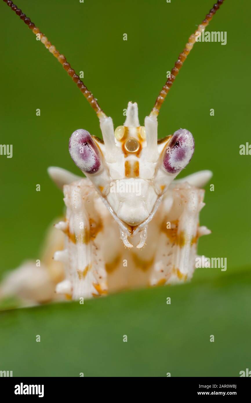 Spindelige Blumenmantis (Pseudocreobotra Wahlbergi) Ostafrika. Stockfoto