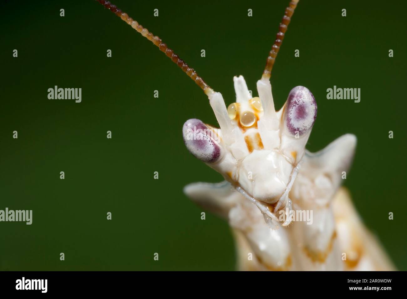 Spindelige Blumenmantis (Pseudocreobotra Wahlbergi) Ostafrika. Stockfoto