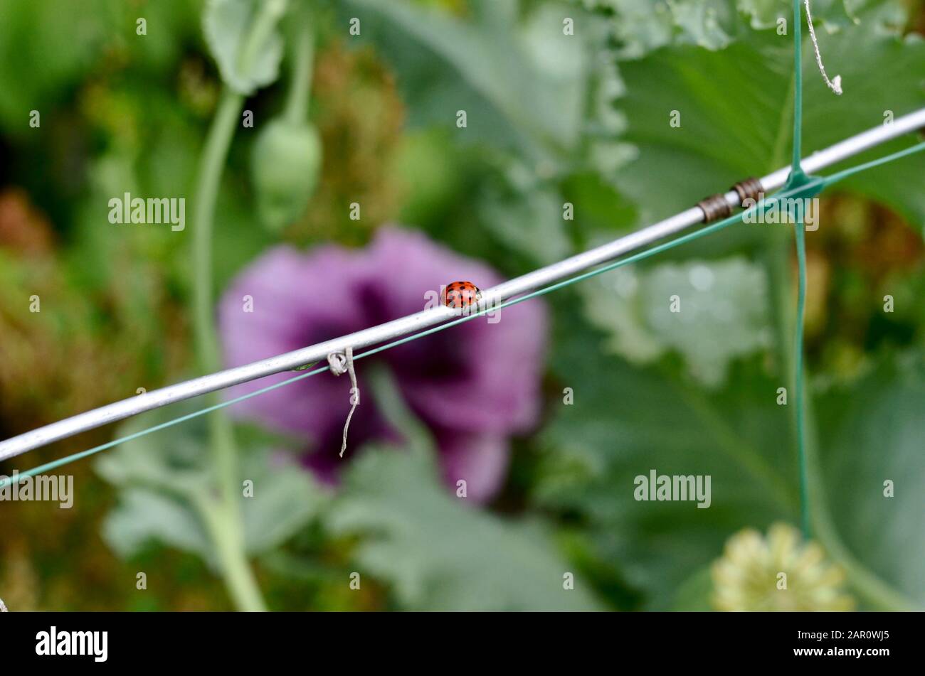 Ein roter Marienkäbel krabbelt auf einem Aluminiumdraht auf die Rückseite eines Zauns im Garten vor dem Hintergrund eines magentafarbenen Mohns. Stockfoto