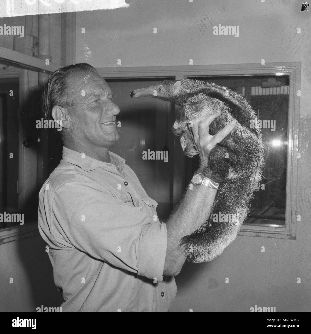 Neuerwerb für Artis Baby Anteater Datum: 22. Juni 1964 Schlagwörter: Name der Babys Institution: Artis Stockfoto