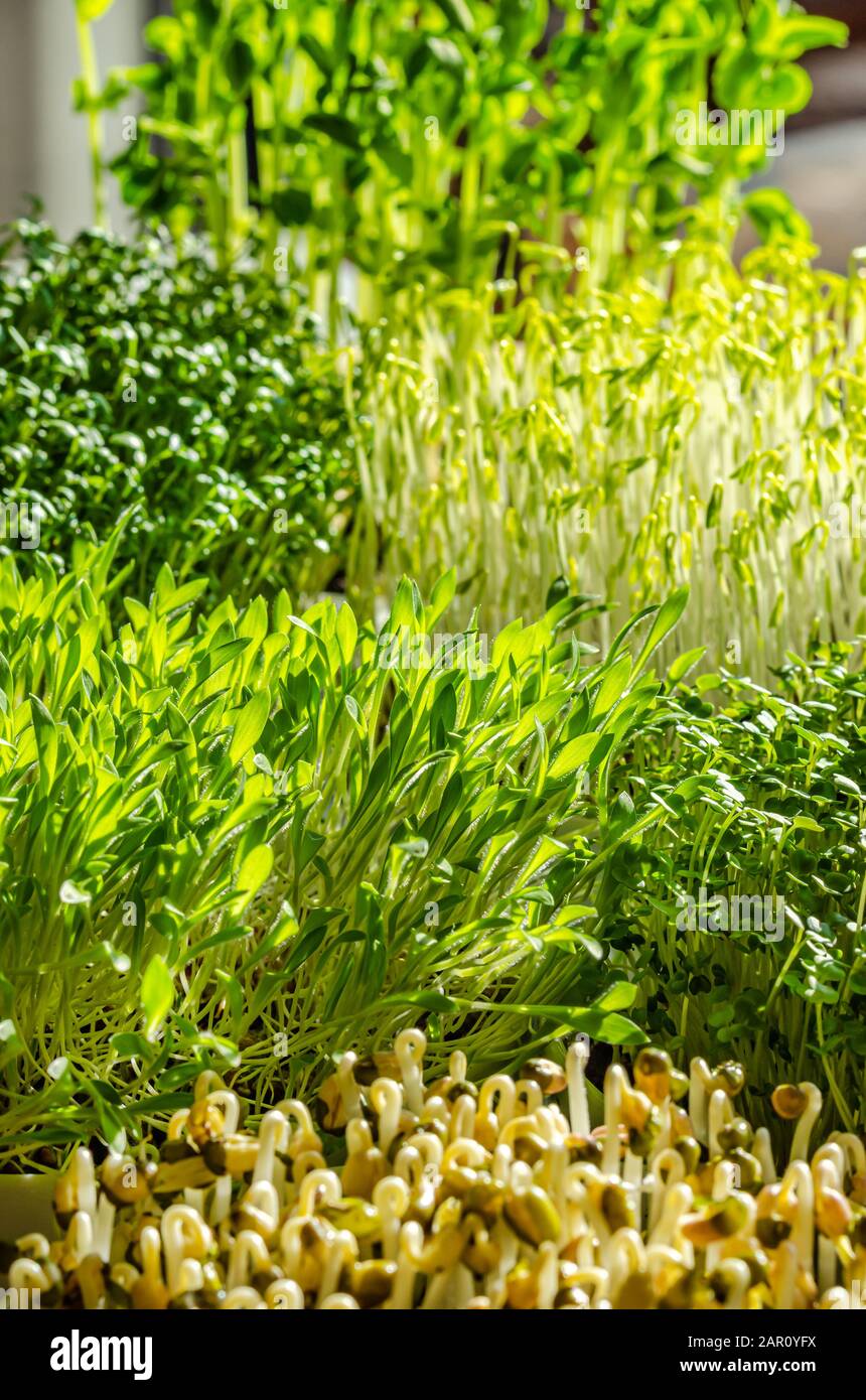 Mischung aus sprießenden Mikrogrüns im Sonnenlicht. Triebe von Schneehöhen, Gartenkresse, grünen Linsen, Hirse, Arugula und Mungbohnen. Stockfoto
