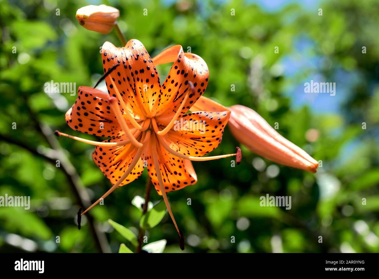 Blüte der Tiger-Lilie. Wunderschöne orangefarbene Blume mit schwarzen Punkten in der Blüte unter einer hellen Sommersonne. Natürlicher Hintergrund. Stockfoto
