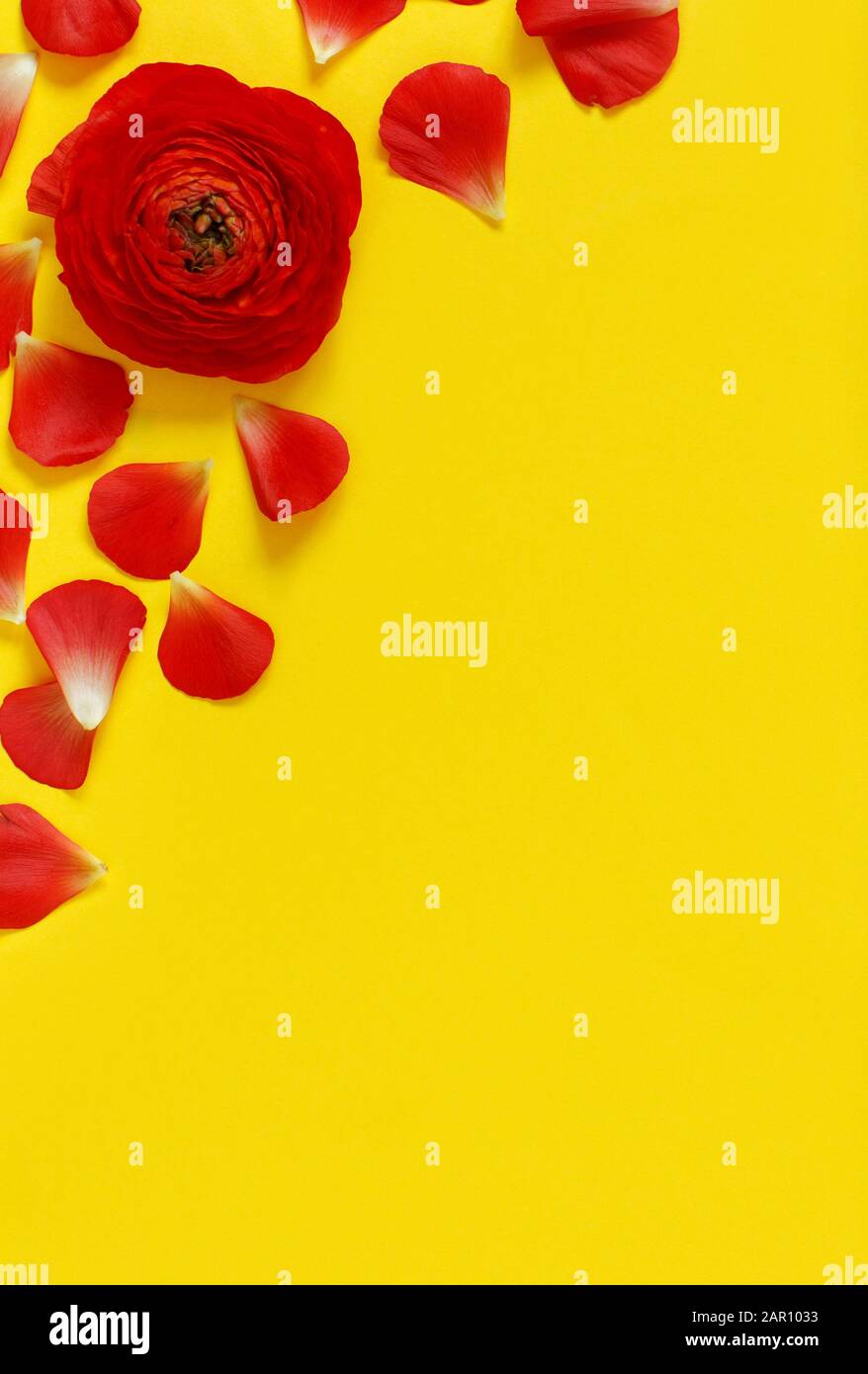 Rote ranunkeln Blumen und Blüten auf gelbem Hintergrund der Ansicht von oben Stockfoto