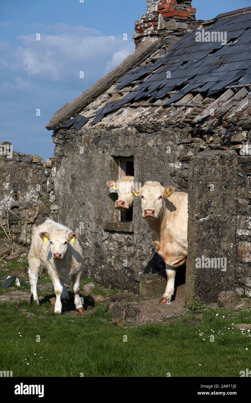 Drei charolais-Rinder mit Ohrmarken, die aus einem alten verlassenen irischen Häuschen in der Grafschaft sligo, republik irland, schauen Stockfoto