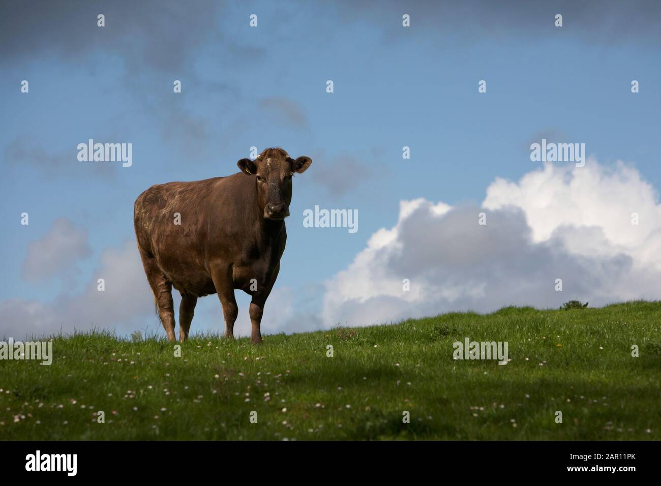 Eine einzelne braune Kuh, die auf einem Hügel mit Himmel hinter einem grünen Feld in irland steht Stockfoto