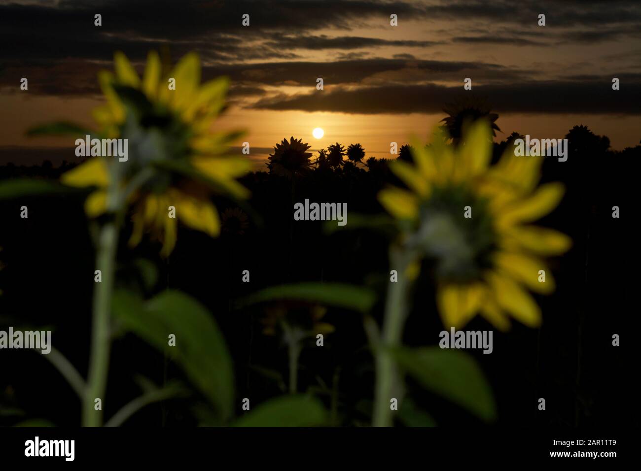 Die Sonne geht morgens über einem Sonnenblumenfeld auf Blick nach Osten in Richtung der Sonne im Herbst in Grafschaft unten nordirland, großbritannien Stockfoto