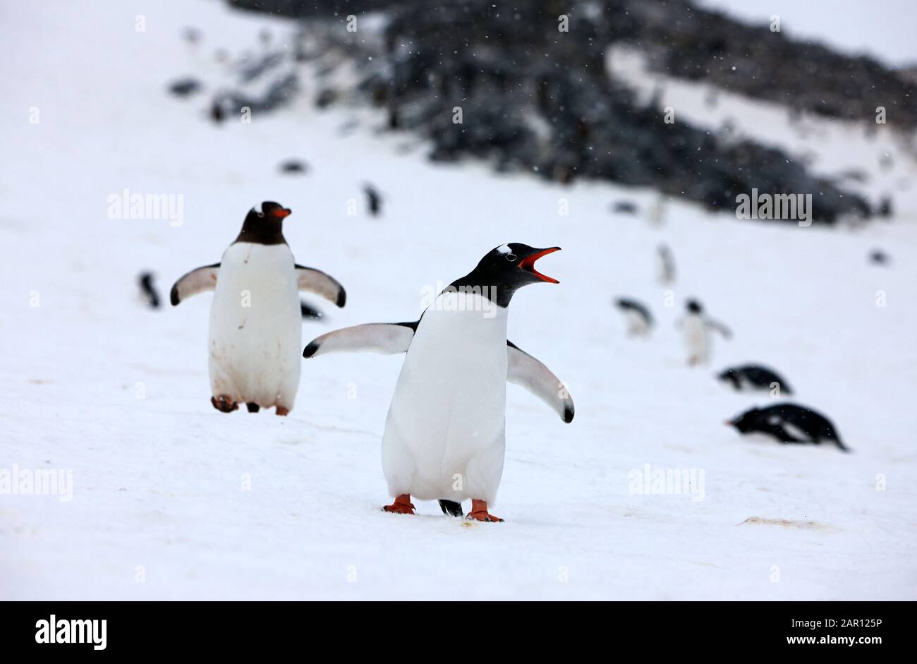Gentoo-Pinguin Pygoscelis papua ruft auf der Insel Cuverville, der Antarktis, ein wichtiges Vogelgebiet und die größte Brutkolonie für Gentoo-Pinguine auf Stockfoto