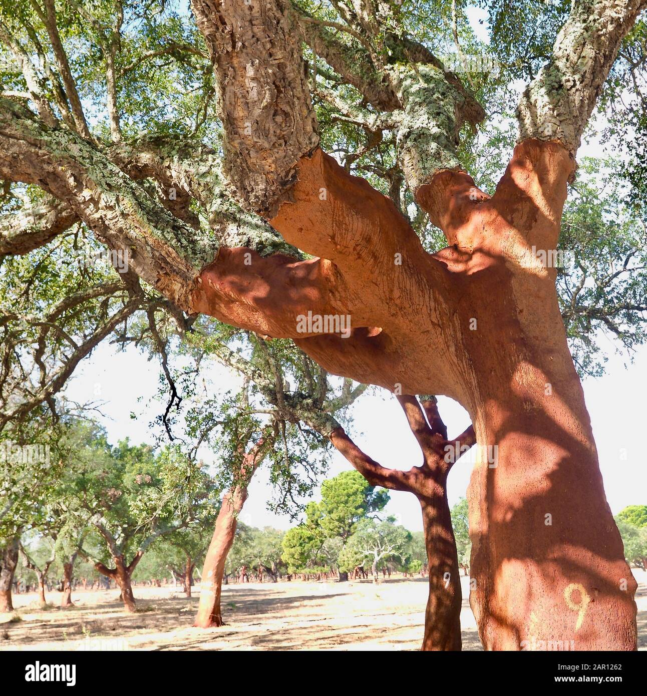 Schöne Korkeiche in einem Wald aus Korkeichen in der Region Alentejo in Portugal Stockfoto