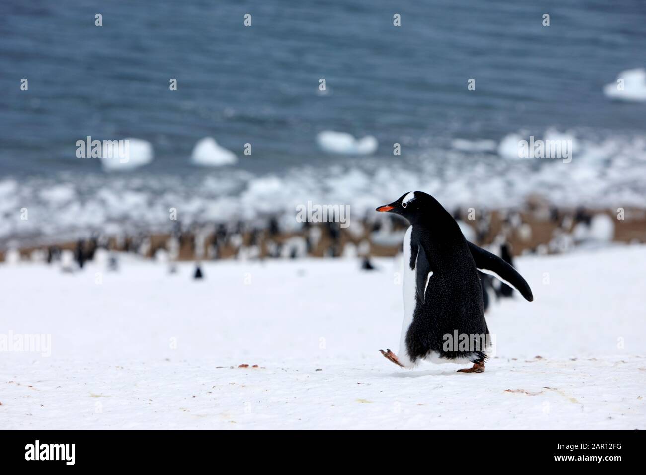 Gentoo-Pinguin Pygoscelis papua, der am Neko Harbour in der Antarktis bergab läuft Stockfoto