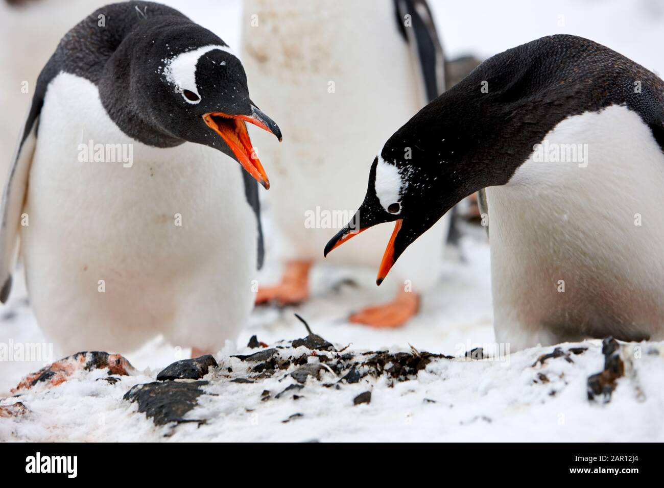 Paar Gentoo-Pinguine Pygoscelis papua zeigen eine verbeugte Balz-Ausstellung in der Antarktis Stockfoto