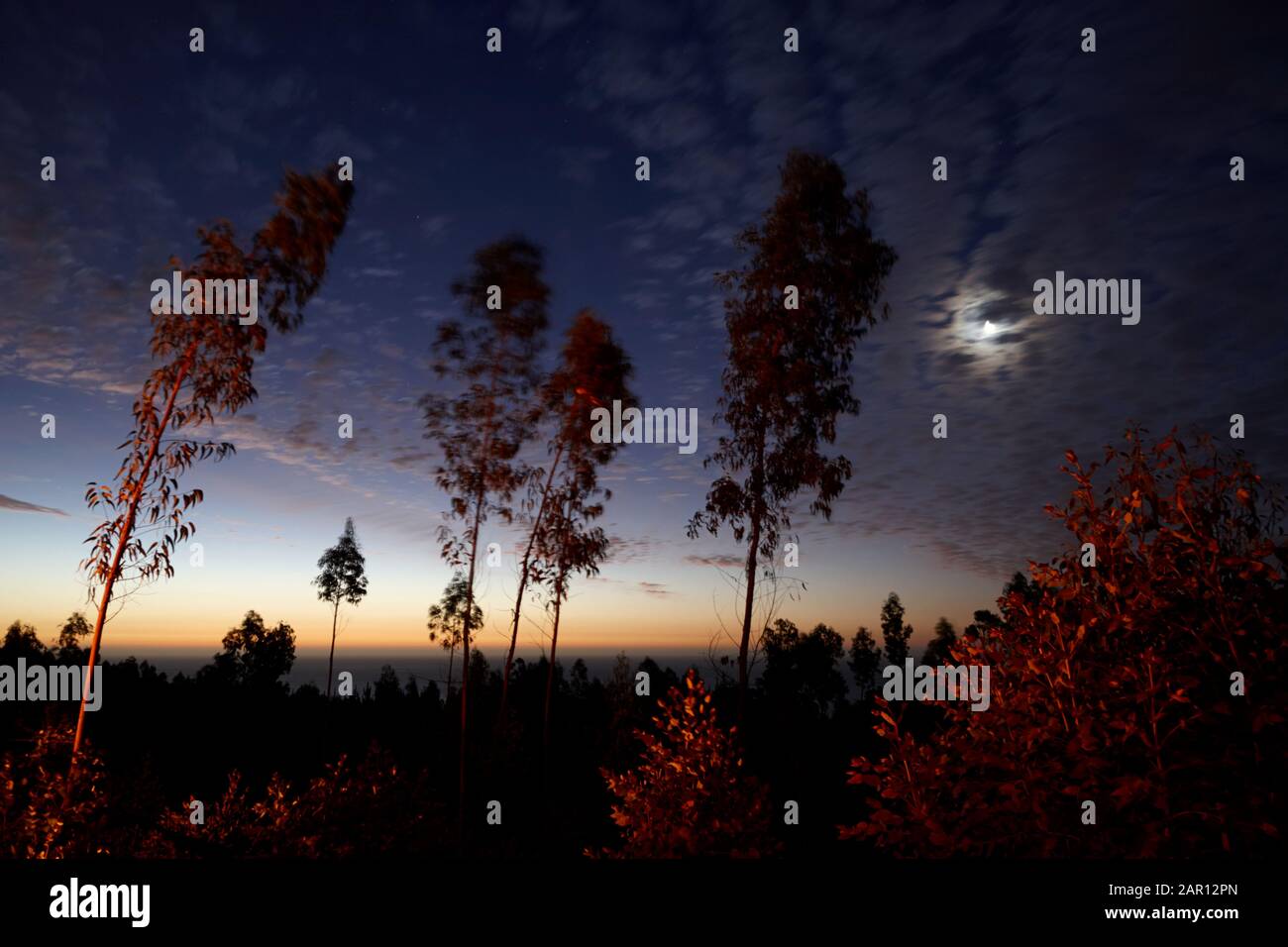 Mond steigt über den pazifik und Eukalypuswald nach Sonnenuntergang los Pellines maule chile Stockfoto