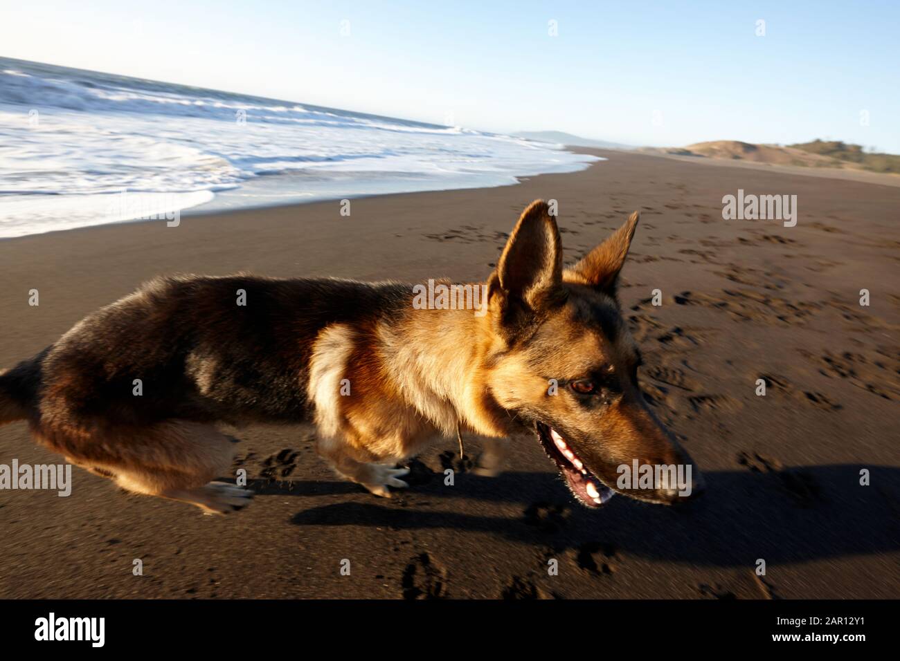 Deutscher Hirtenhund am Strand am pazifischen Ozean los Pellines chile Stockfoto