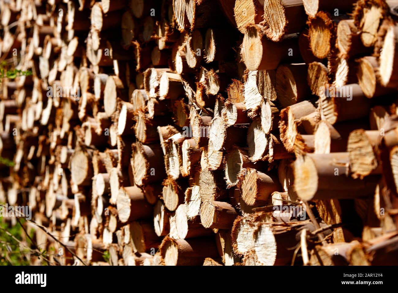 Haufen geschnittenes Eukalypusholz für Winterbrennholz los Pellinen maule chile Stockfoto