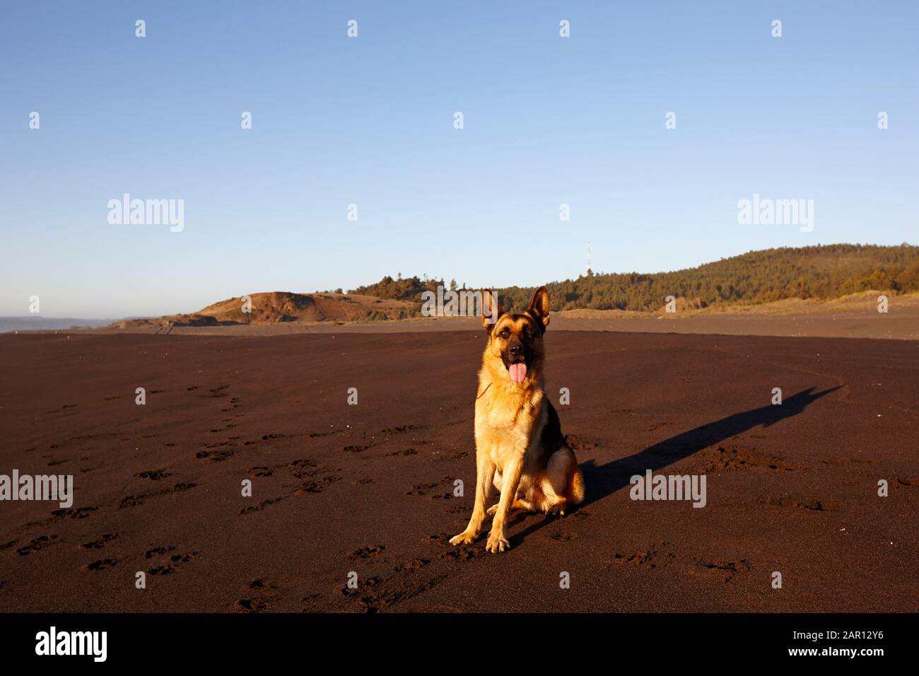 Deutscher Hirtenhund sitzt an einem sandigen Strand auf dem pazifischen Ozean los pellines chile Stockfoto
