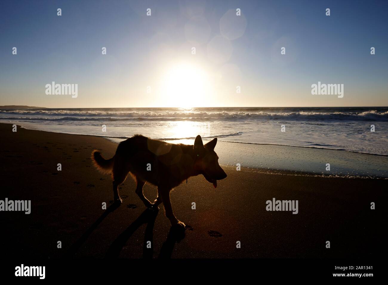 Deutscher Hirtenhund geht am Strand entlang, während die Sonne über den pazifischen Ozean los Pellines maule chile untergeht Stockfoto