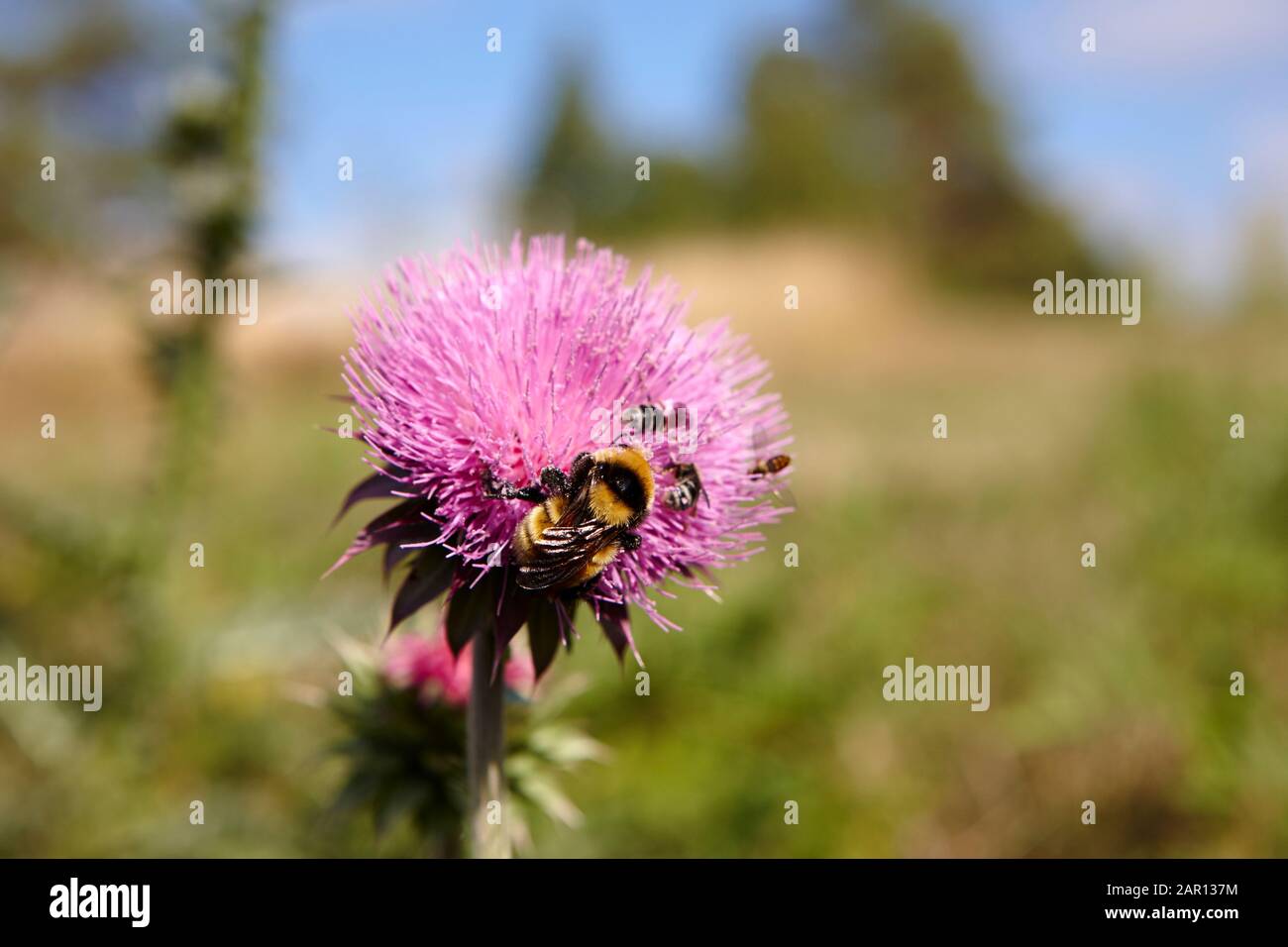 Biene und andere Insekten sammeln Pollen aus blühender kanadischer Distel in Nordamerika Stockfoto