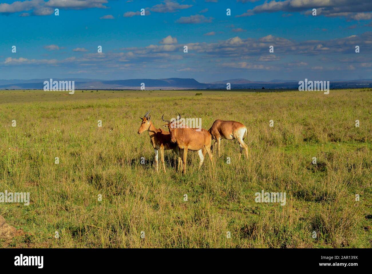 Kleine Gruppe von Cokes Hartebeest Antilope auf afrikanischen Ebenen Stockfoto Kleine Gruppe von Cokes Hartebeest Antilope auf afrikanischen Ebenen Stockfoto