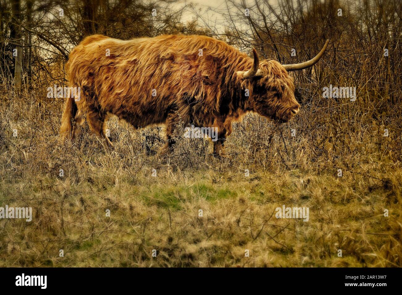 Highland Cattle in Rough Weide in Kent UK Stockfoto