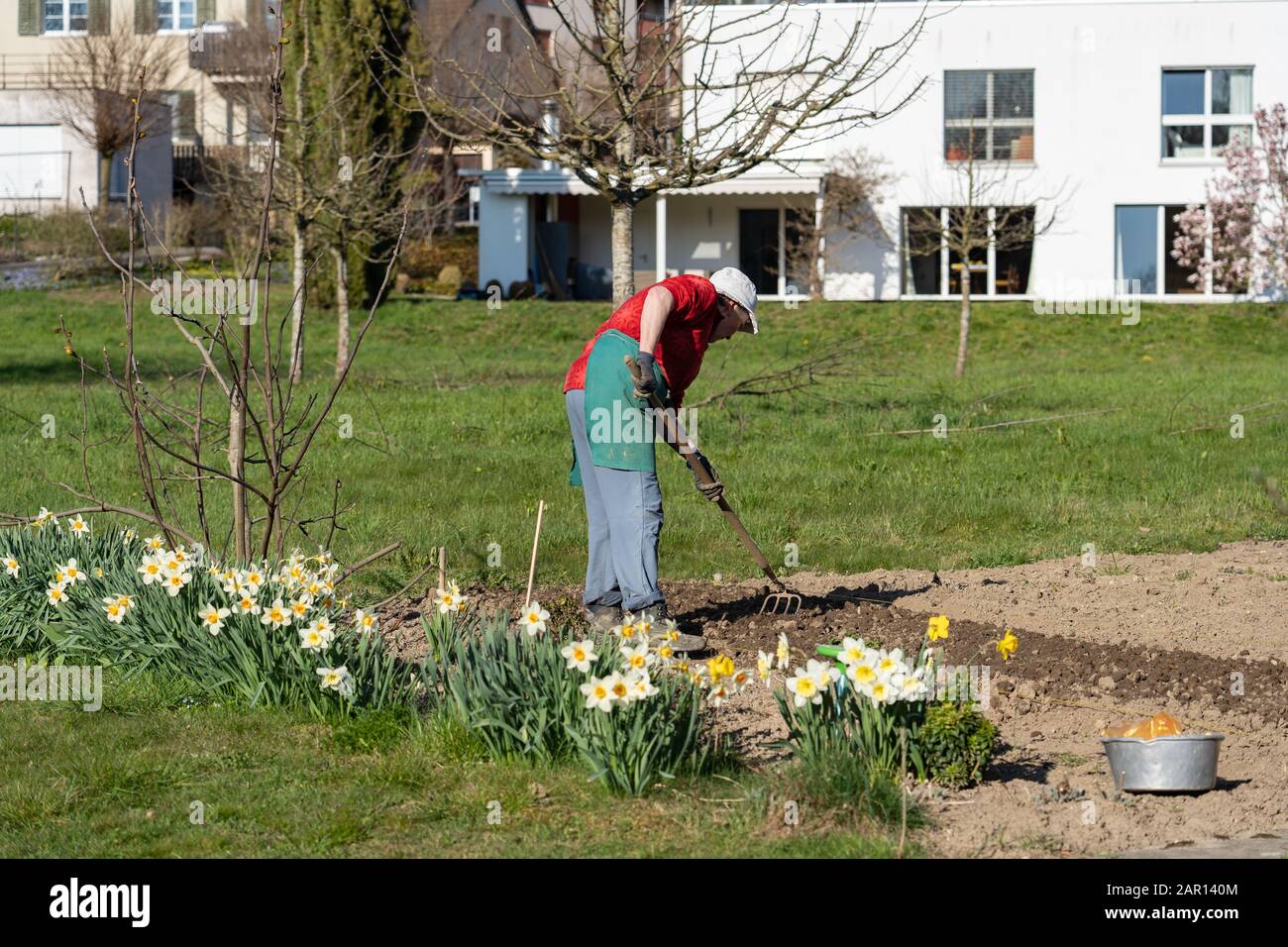 Gärtnerin rackt und bereitet den Garten im Frühling vor: Weißer Hut, Rechen, grüner Pink, Gärtner arbeitet, Frühling; abgerissener Boden Stockfoto