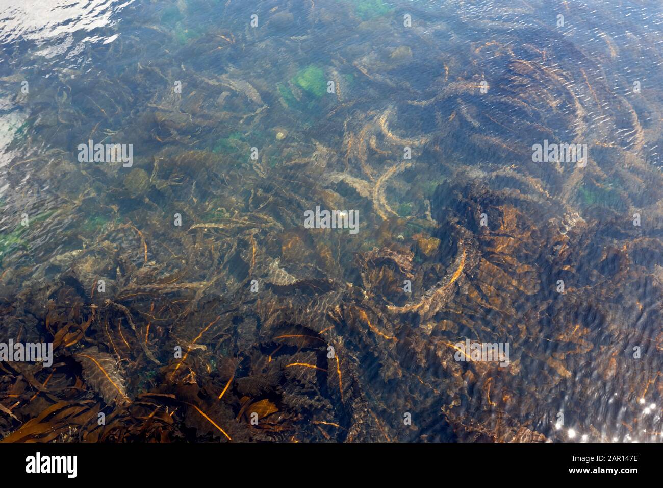 Alaria esculenta Algen bekannt als Dabberlocks oder lokal Lair Cushendall County Antrim Nordirland UK Stockfoto