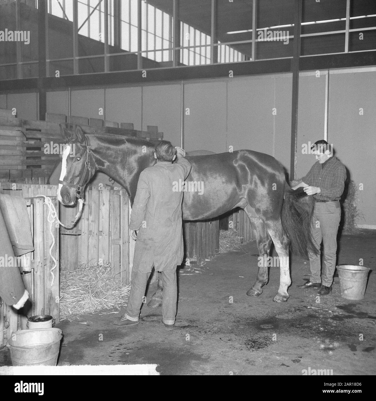 Springreiten Amsterdam, die Pferde Datum: 26. november 1964 Ort: Amsterdam, Noord-Holland Schlagwörter: Pferde, Wettbewerbe Stockfoto