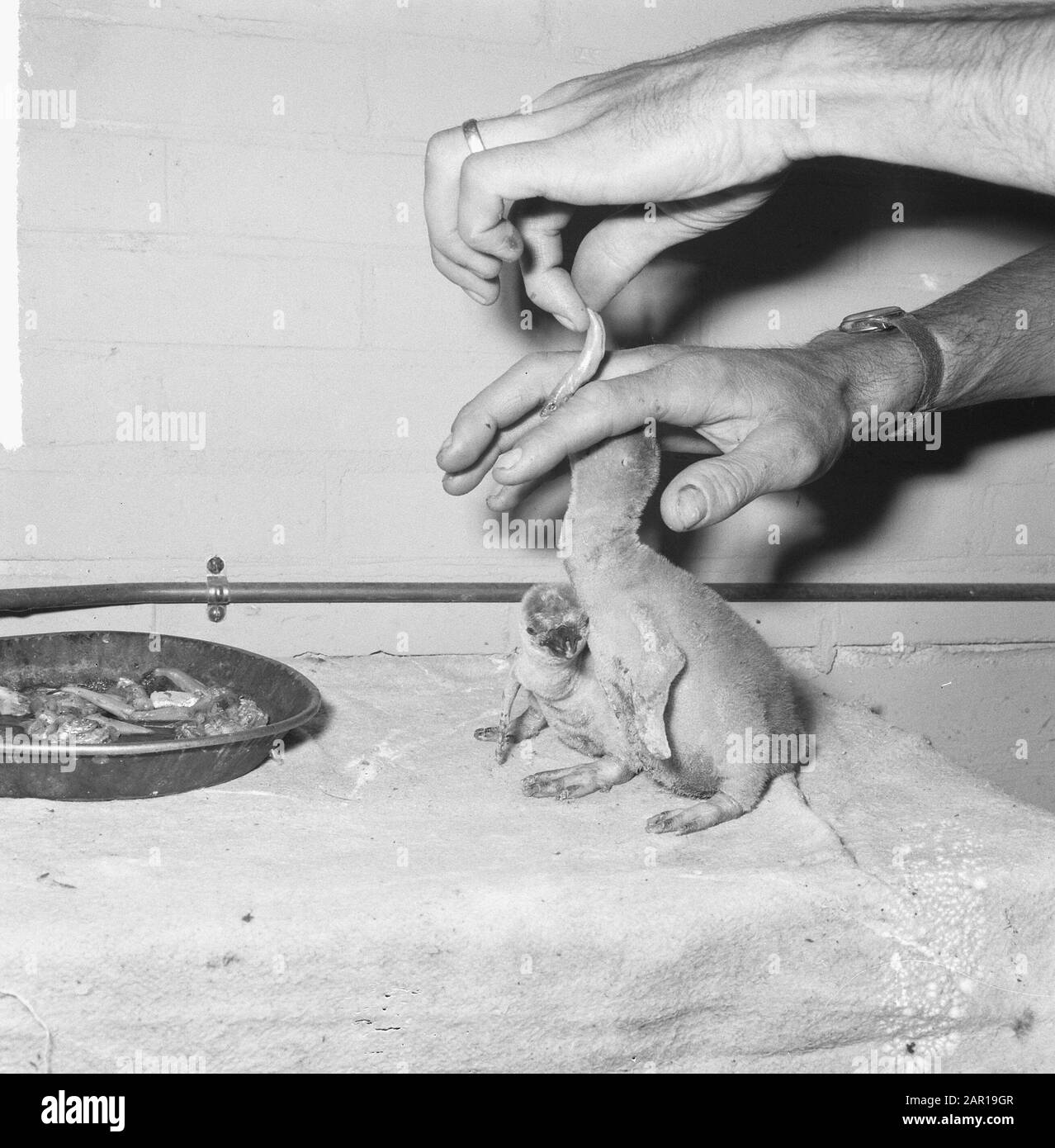 Die 12 Tage alten Humboldtpinguine in Artis wachsen als Kohldate am 18. Mai 1965 Schlagwörter: Pinguine Institutionenname: Artis Stockfoto