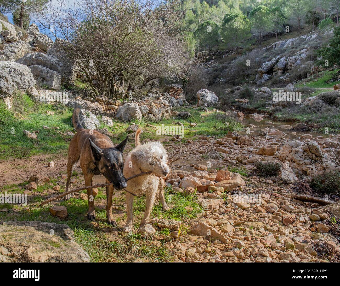 Zwei nasse Hunde, die im Freien in den Judäa-Bergen bei Jerusalem, Israel, um einen Stock kämpfen Stockfoto