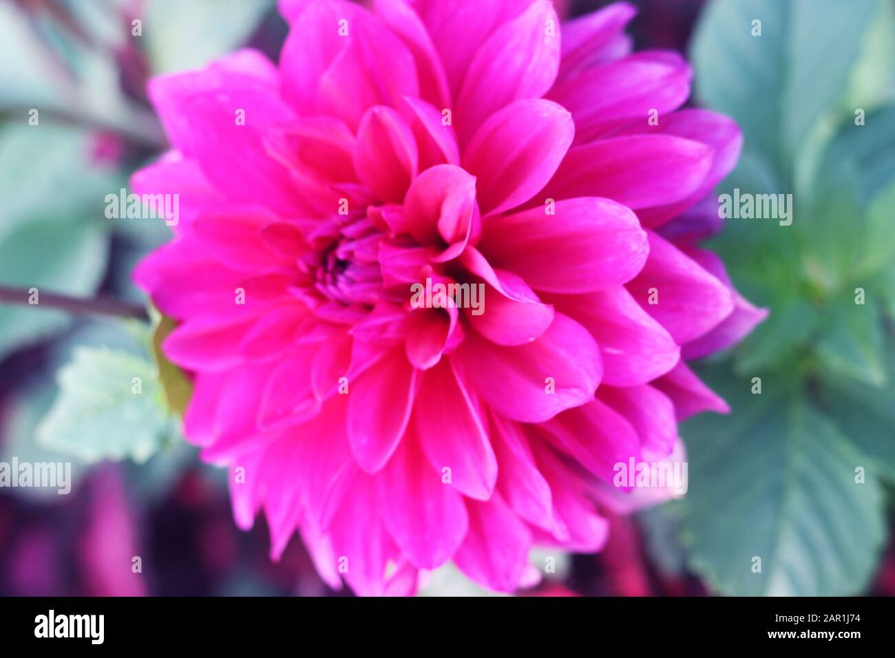 Dahlia Blume Pink Dahlia Blume. Hellrosa Blume. Dahlien in mehreren Farben mit Bienen, die bestäuben. Chrysanthemumblume in bangladesch. Stockfoto