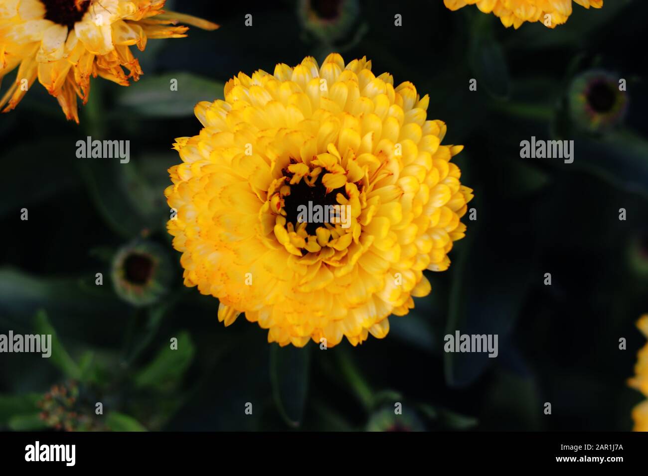 Topf Marigold, Calendula officinalis schließen sich. Englische Marigold Flower.English Marigold Flowers in voller Blüte.Orange & gelbe Blume auf Blatthintergrund Stockfoto