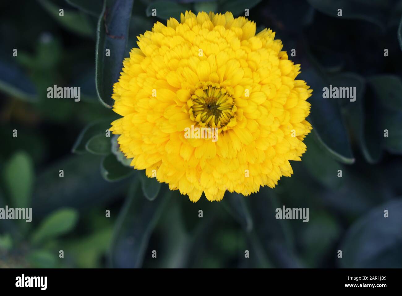 Topf Marigold, Calendula officinalis schließen sich. Englische Marigold Flower.English Marigold Flowers in voller Blüte.Orange & gelbe Blume auf Blatthintergrund Stockfoto