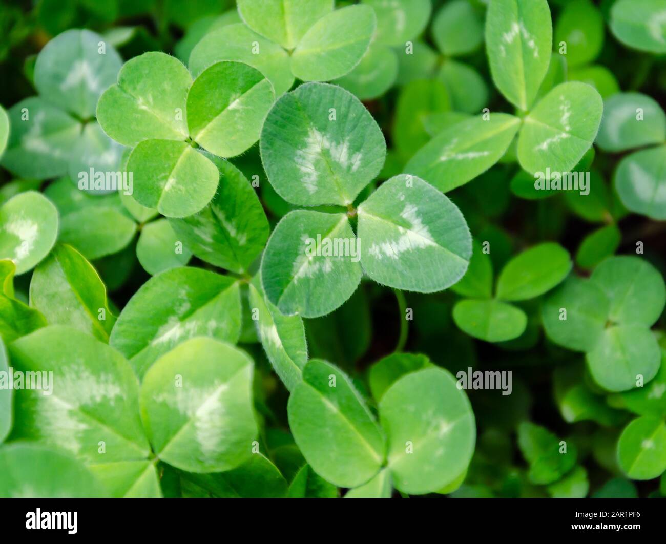 Grüner Kleeblatttrefilet, grüner Hintergrund mit Kleeblatttrefilet, Nahaufnahme Stockfoto
