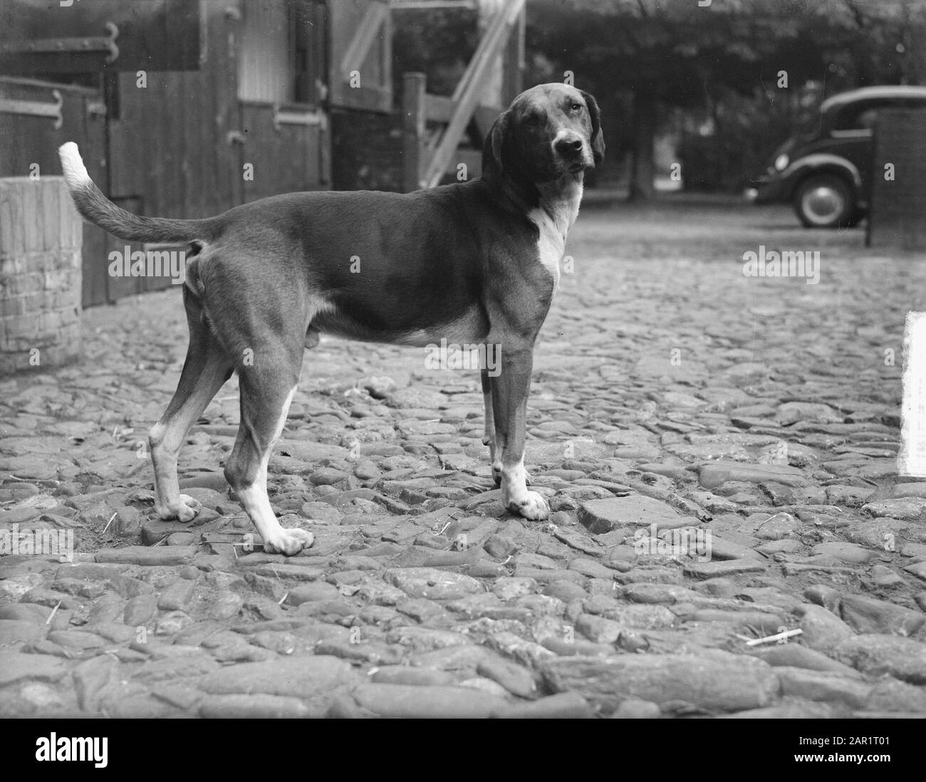 Königlicher Jagdverband Menke (Prinz Bernhard Jäger Meister) Alt Leusden Datum: 27. September 1949 Ort: Leusden Schlagwörter: Jagdhunde, Jagdmeister Personenname: Bernhard, Fürst Stockfoto