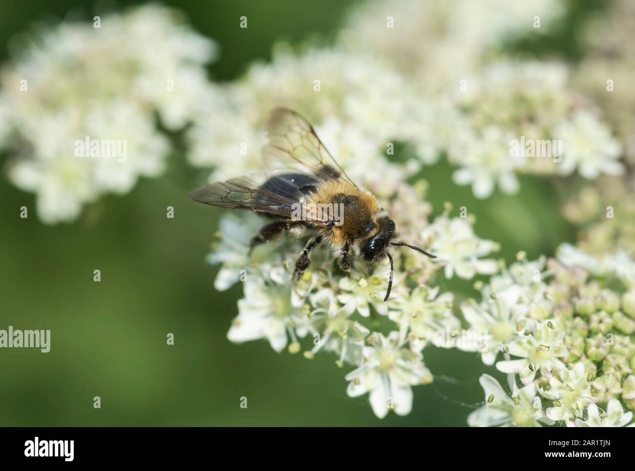 Einsame Biene füttern (Lasioglossum sp) Stockfoto