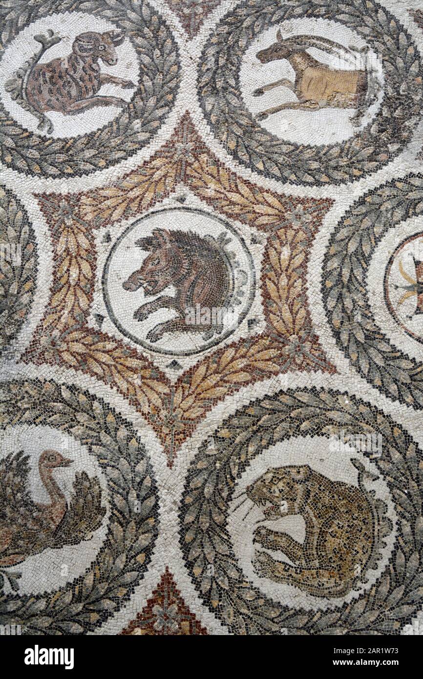 Ein altes römisches Mosaik aus dem 4. Jahrhundert nach Christus, das in Thuburbo Majus gefunden wurde und Tiere zeigt und im Bardo National Museum in Tunis, Tunesien ausgestellt ist. Stockfoto