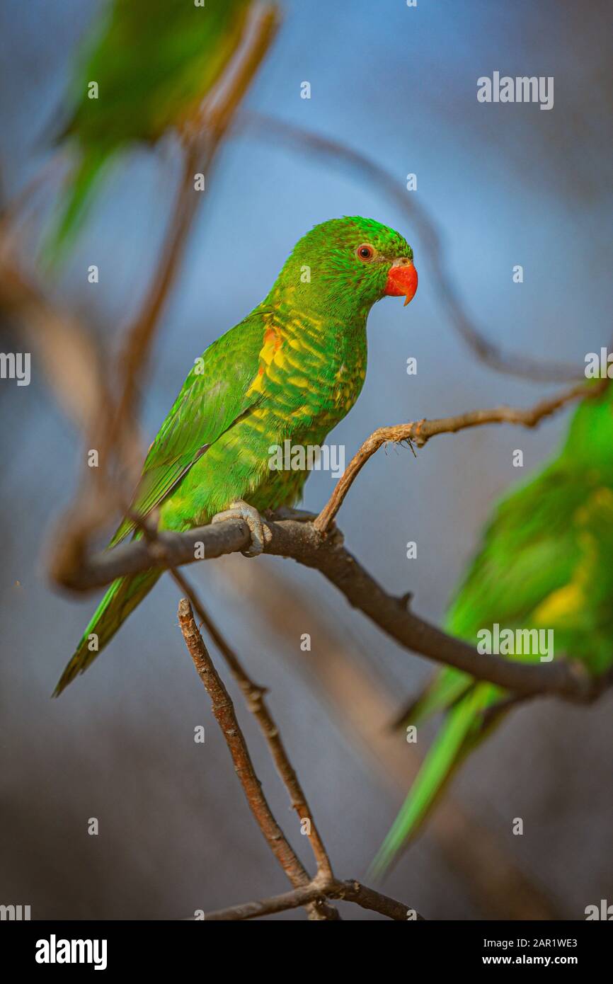 Eines von drei grünen und gelben schuppigen Lorikeets mit roten Augen und einem Schnabel, der an einem sonnigen Tag auf einem Ast percht. Blauer Himmel im Hintergrund. Stockfoto