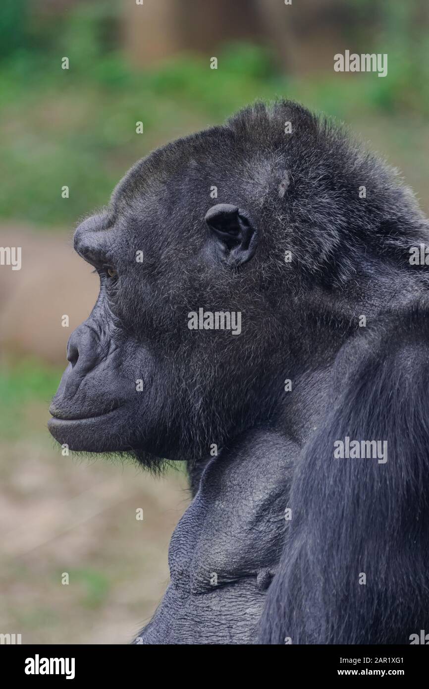 Gorilla kopf -Fotos und -Bildmaterial in hoher Auflösung – Alamy