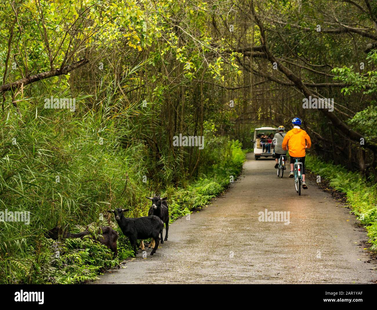 Halbferale Ziegen am Straßenrand mit Touristen auf Fahrrädern bei nassem Wetter, Cat Ba Island, Vietnam, Asien Stockfoto