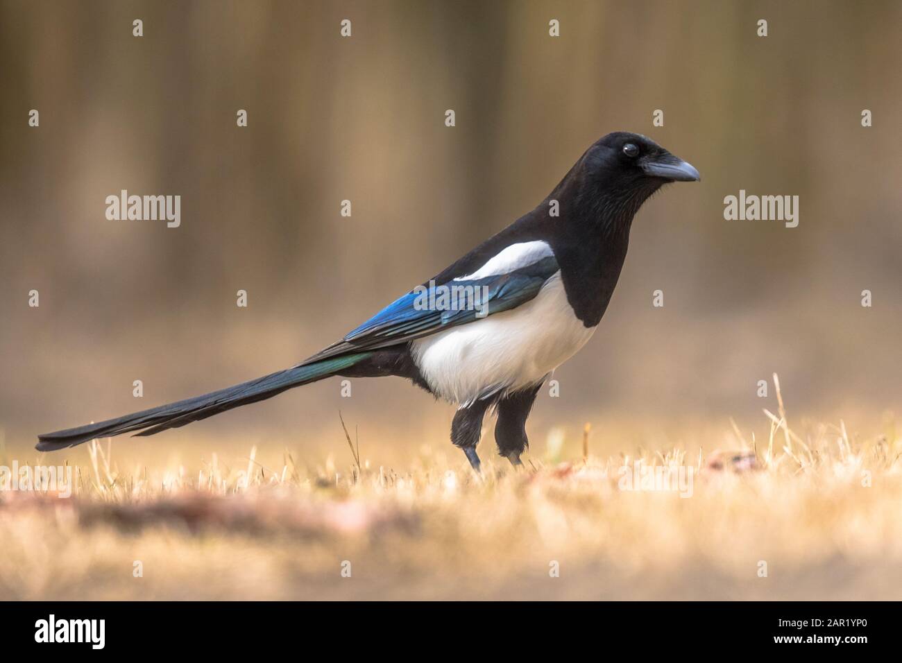 Eurasischer Magpie (Pica pica) mit Blick auf die Kamera im Kiskunsagi Nationalpark, Pusztaszer, Ungarn. Februar. Stockfoto
