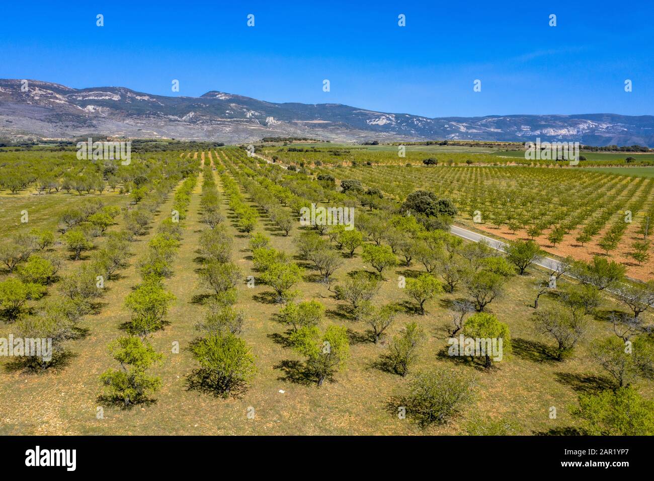 Luftaufnahme des jungen Olivenhains in den Ausläufern der spanischen Pyrenäen bei Huesca, Aragon, Spanien Stockfoto