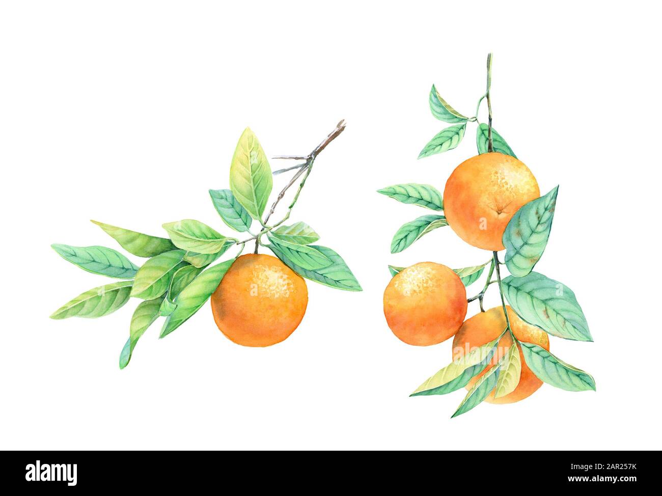 Farb-Orange-Set. Realistische botanische Illustration mit Obst auf dem Ast. Handgezeichnete exotische Lebensmittel isoliert auf Weiß für Etikettendesign, Karten Stockfoto