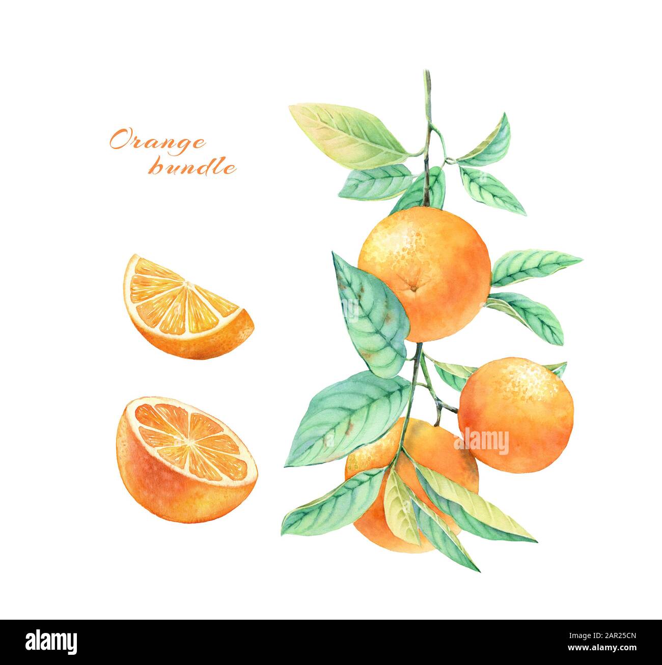 Farb-Orange-Set. Realistische botanische Illustration mit geschlifenen Früchten und Ast. Handgezeichnete exotische Lebensmittel isoliert auf Weiß für Etikettendesign, Karten Stockfoto