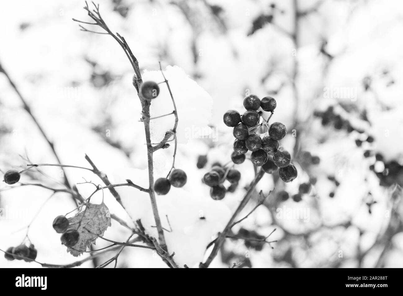 Weihnachten Rowan berry Branch. Weißdorn-Beeren Bündel. Vogelbeere twig im Schnee. winter Berry. Beeren der roten Asche im Schnee. Winter Hintergrund. Frosted rote Beeren. Red Rowan im Raureif. Stockfoto