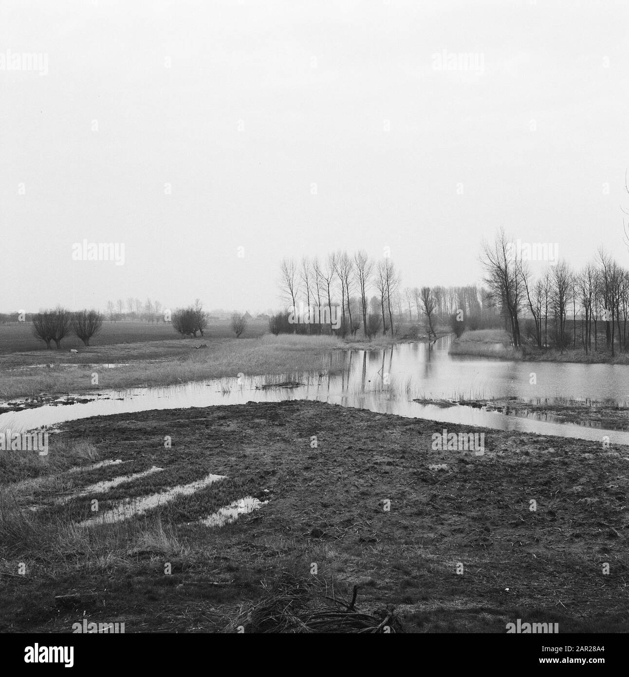 Terrains, Bäume, Wasser, der neue Wind Datum: April 1962 Ort: Lienden Schlüsselwörter: Bäume, Terrains, Name der Wasserperson: Der neue waaij Stockfoto