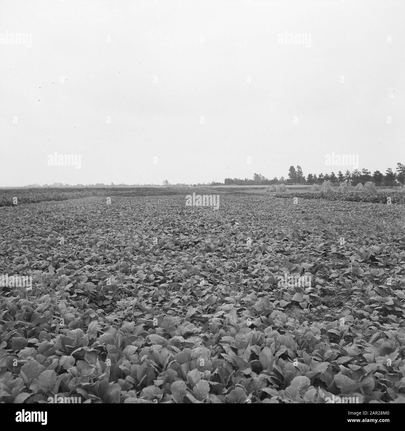 NPC, Pipelines, Returned Culture, Trace Date: 1965 Schlüsselwörter: NPC, Pipelines, Returned Culture, Trace Stockfoto