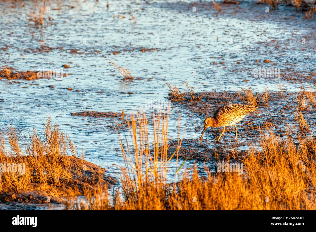 Ein Curlew, Numenius arquata, der sich an einem Schlamm an der Norfolkküste ernährt. Stockfoto