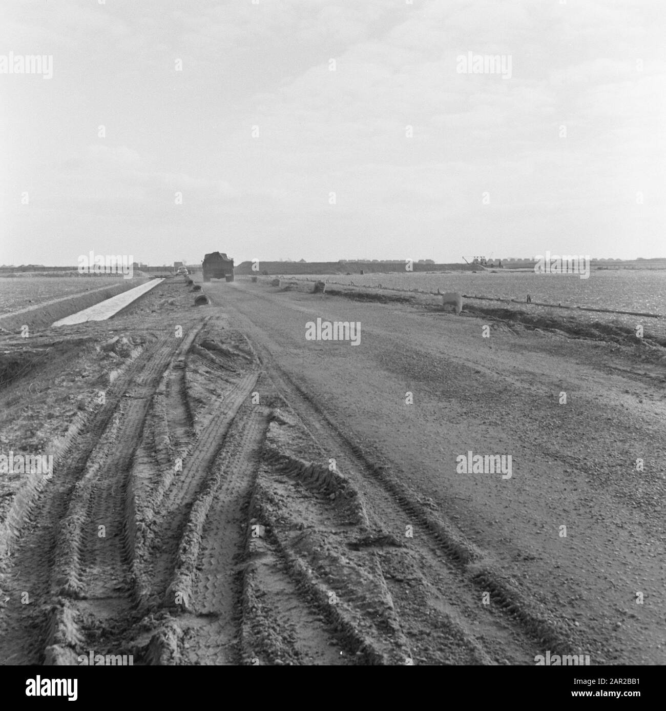 Pinus Species, amerikanische Eiche Datum: Juli 1958 Stichwörter: Pinus Species Personenname: Amerikanische Eiche Stockfoto